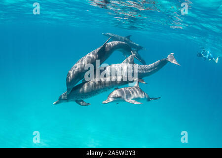 Unterwasser Foto eines Pod von Atlantic Spotted Dolphins (Stenella frontalis) mit schnorchler in den Hintergrund in Bimini, Bahamas. Stockfoto