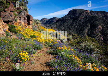 Verlassenen Straße wird. . . Vergessen Trail,. . . Wird. . . Gateway zu dem, was jenseits liegt. Salt River Canyon, Arizona. Stockfoto