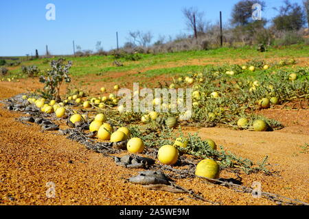 Blick auf wilden paddy Wassermelone (citrullus lanatus), eine invasive Arten zu Wassermelone wild wachsenden an Straßenrändern in West Australien Stockfoto