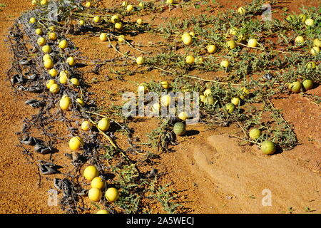 Blick auf wilden paddy Wassermelone (citrullus lanatus), eine invasive Arten zu Wassermelone wild wachsenden an Straßenrändern in West Australien Stockfoto