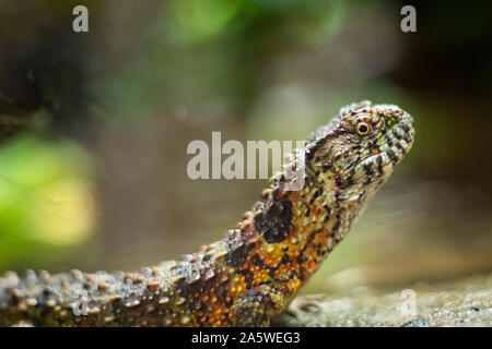 Bristol, UK. 10. Oktober 2019. Chinesische crocodile Lizard (Shinisaurus crocodilurus) im Zoo von Bristol, UK. Stockfoto