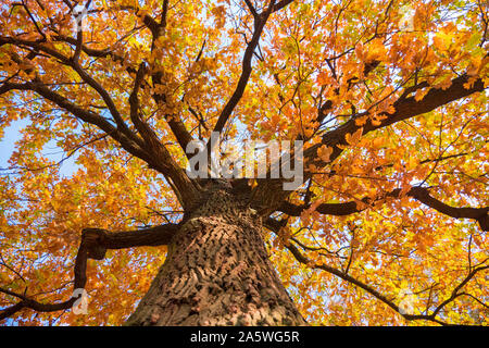 Eiche Hintergrund. Hoher Baum Hintergrund. Herbst, Herbst Hintergrund. Fallen in den Parks Konzept. Natur und Wetter Hintergrund. Gelbe Blätter an Eiche. Ansicht von unten. Stockfoto