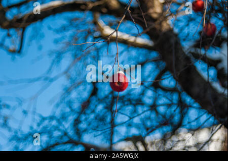 Ein roter Apfel auf einem Baum, anscheinend die letzte der Saison, mit Schnee bedeckt. Stockfoto