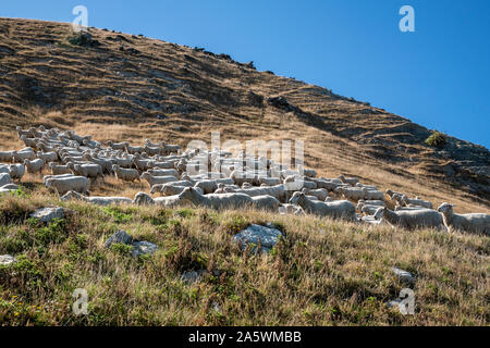 Große Herde von Schafen unterwegs auf einer Küste Wairarapa Schafe station am weißen Rock Cape Palliser Stockfoto