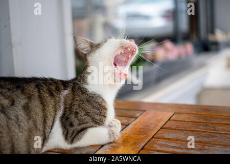 Eine streunende Katze gähnt, wie Sie sitzt auf einem Cafe Tisch draußen ein Restaurant in Istanbul, Türkei. Stockfoto