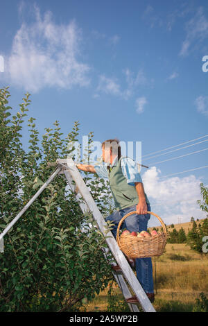 Ein Mann in lässige Kleidung Klettert eine Leiter mit einem Korb frische reife Äpfel an einem sonnigen Tag zu holen. Stockfoto