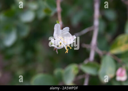 Die duftenden Geißblatt Blumen in voller Blüte im Winter Stockfoto