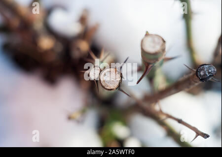 Alte Eiche Baum geschnitten Oberfläche. Detaillierte warmen dunklen braun und orange Töne eines gefällten Baumstamm oder stumpf. Grobe organische Struktur von Baumringen mit c Stockfoto