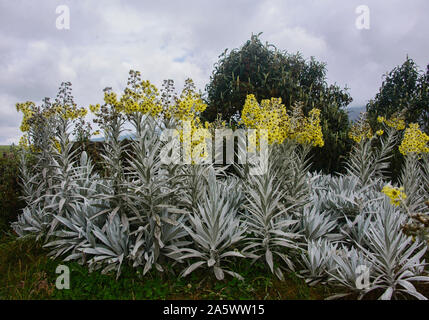 Senecio niveoaureus wächst in den "páramo" Hochland in der Nähe des Chimborazo, Urbina, Ecuador Stockfoto