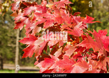 In der Nähe der hellen roten Herbst Ahorn Blätter auf einem Baum an einem sonnigen Tag Stockfoto