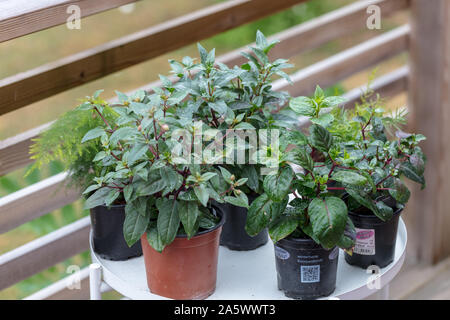 'Maischnee' kriechenden Phlox, Mossflox (Phlox subulata) Stockfoto