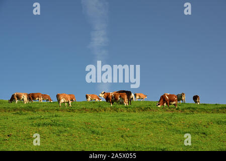 Eine Herde von Braun- und Fleckvieh steht auf einem grünen sanften Hügel im Sonnenlicht am Horizont vor blauem Himmel in Bayern in Deutschland und Schürfwunden. Stockfoto