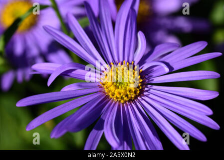 Nahaufnahme von Lila leuchtenden Astern mit gelben Pollen blüht auf einer Wiese im Herbst Stockfoto