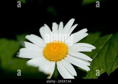 Makro Foto von einer schönen Blume wild Daisy. Daisy Flower mit weißen Blüten. Blühende Kamille wächst in der Wiese vor dem Hintergrund von Pflanzen Stockfoto