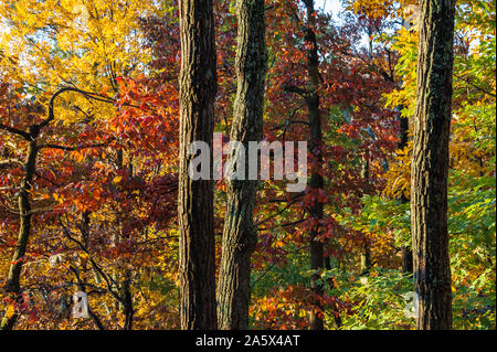 Schöne Herbstfarbe in North Georgia's Blue Ridge Mountains. (USA) Stockfoto
