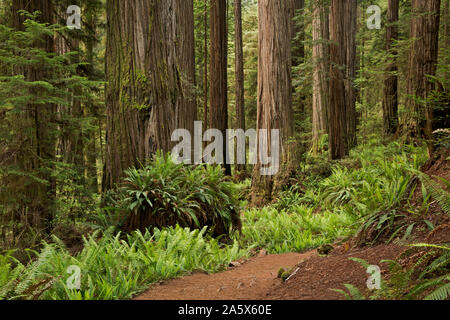 CA 03755-00 ... Kalifornien - hohe Bäume wachsen entlang der Pfadfinder Trail im Jedehiah Smith Redwoods State Park, Teil der Redwoods nationalen und staatlichen Stockfoto