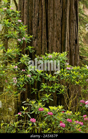 CA 03759-00 ... Kalifornien - Rhododendron in voller Blüte in der Nähe von einem riesigen Redwood Bäumen entlang der Pfadfinder Tree Trail im Jedediah Smith Redwoods State Park. Stockfoto