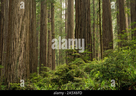 CA 03764-00 ... Kalifornien - Redwood Forest im Jedediah Smith Redwoods State Park; Teil der Redwoods National- und Staatsparks komplex. Stockfoto