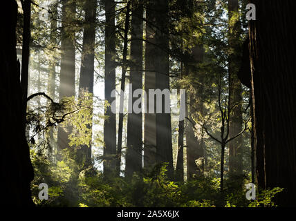 CA 03767-00 ... Kalifornien - Sonnenlicht bricht durch eine Schicht von Nebel im Redwood Forest entlang der Pfadfinder Trail im Jedediah Smith Redwoods SP. Stockfoto