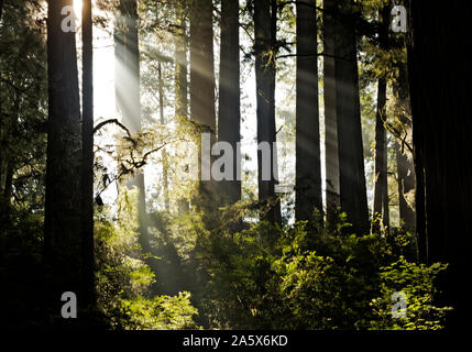 CA 03768-00 ... Kalifornien - Sonnenlicht bricht durch eine Schicht von Nebel im Redwood Forest entlang der Pfadfinder Trail im Jedediah Smith Redwoods SP Stockfoto