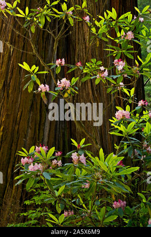 CA 03769-00 ... Kalifornien - Native Rhododendren blühen unter den Redwood Bäumen entlang der Pfadfinder Tree Trail im Jedediah Smith Redwoods State Park. Stockfoto