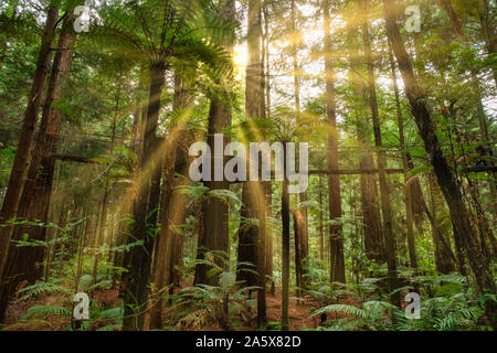 Burst von Sonnenlicht in den üppigen Redwoods Whakarewarewa Forest in Rotorua Stockfoto