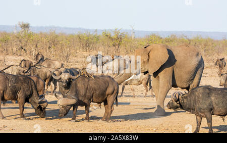 Ein Wasserloch in der südlichen afrikanischen Savanne Stockfoto