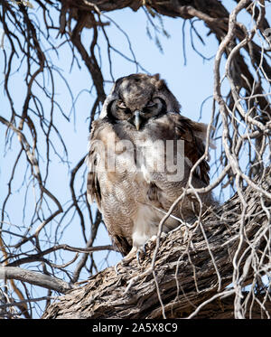 Ein verreaux riesigen Eagle-Owl schlafen in einem Baum im südlichen afrikanischen Savanne Stockfoto
