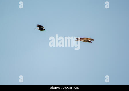 Magpie jagen Osprey der Luft Stockfoto