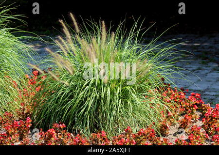 Ornamental Gras in Form von kleinen Busch mit hellen roten Begonien Blumen im Park an einem warmen Sommertag umgeben Stockfoto