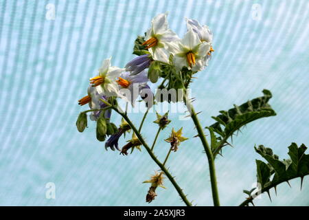 Schützende Netz über Litschi Tomate oder Solanum sisymbriifolium oder Vila - Vila oder klebrigen Nachtschatten oder Roter Büffel - bur oder Fire-and-ice-Werk Stockfoto