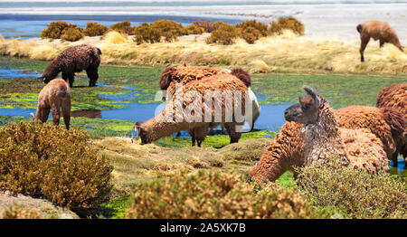 Lamas und Alpakas weiden am Salar de Tara Tara (Salzsee), Los Flamencos National Reserve, Atacama-wüste, Chile Stockfoto