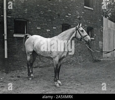 Minnie Mae (Englisch Mare). In der Pariser Frieden Parade Juli 14, 1919 geritten, von Oberst C.C. Marshall, Jr., a.d.c. General Pershing. Paradierten vor dem König und der Königin von Belgien und Sir Douglas Haig, britische Armee, auf Ihren Besuch G. H.Q., A.E.F Ca. 1920 Stockfoto