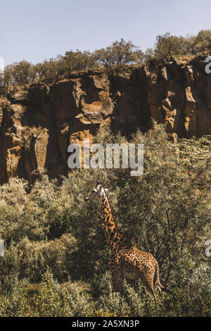 Eine Giraffe Versteckt im Gebüsch. Safari in Kenia, Afrika. Die wilde Natur und die Tiere. Reisen in afrikanische Savanne. Stockfoto