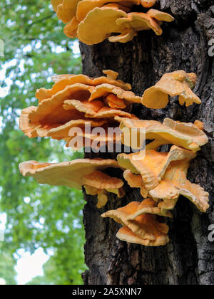 Huhn in den Wäldern wächst an einem Baum im Wald Stockfoto