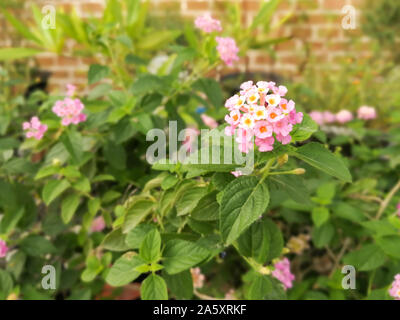 Schöne rosa Blumen im Garten am Abend (Lantana camara L.) auf Stein Hintergrund mit Vision blur Stockfoto