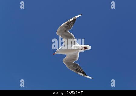 Flying Lachmöwe (Chroicocephalus ridibundus) im Winter Gefieder, Mecklenburg-Vorpommern, Deutschland Stockfoto