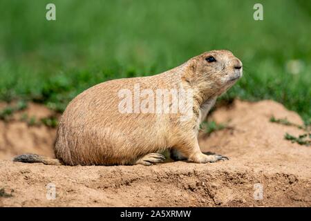Schwarz-tailed Prairie Dog (Cynomys ludovicianus) am Tier Höhle, Frankreich Stockfoto