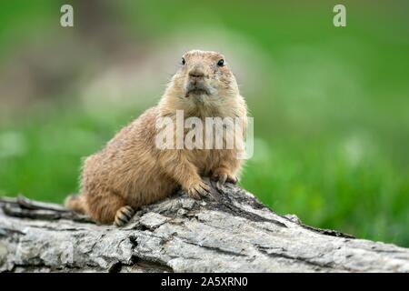 Schwarz-tailed Prairie Dog (Cynomys ludovicianus) liegen auf Baumstamm, Frankreich Stockfoto