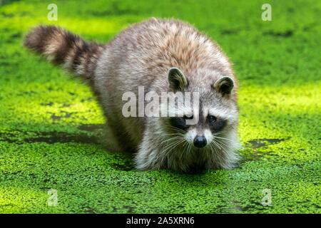 Waschbär (Procyon Lotor) steht in einem Teich, Deutschland Stockfoto