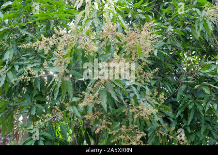 Close up Mango Blumen auf brach mit grünen Blättern Stockfoto