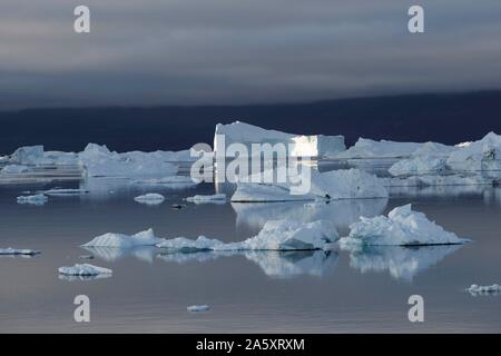 Schwimmende Eisberge am Abend Scoresby Sund, Kangertittivaq, Grönland, Dänemark Stockfoto