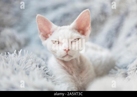 Eine weiße wütend Kätzchen mit Haltung mit Blick auf den Betrachter mit halb geöffneten Augen. Die junge Katze ist eine reinrassige Devon Rex kitten, und legt sie auf einem weißen Stockfoto