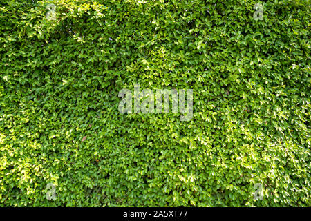 Full Frame Hintergrund und die Textur von Banyan Tree oder Ficus Annulata. Blätter verwendet werden kann, Wunden zu behandeln, Vitamine des Königs verwendet Leber disea zu behandeln. Stockfoto