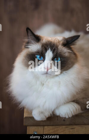 Eine zweifarbige braunen und weißen Jungen Ragdoll Katze mit blauen Augen, ruht auf einem Hocker mit einem hölzernen Hintergrund. Stockfoto