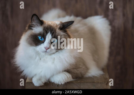 Eine zweifarbige Braun und jungen weißen Ragdoll Katze mit blauen Augen, ruht auf einem Hocker mit einem hölzernen Hintergrund. Stockfoto