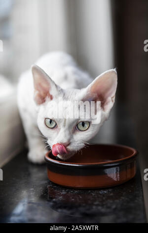 Eine weiße Katze essen von einem kleinen braunen Schüssel in ein Fenster auf einen schwarzen Marmor Fensterbank. Die Katze leckt seine Nase und schaut in Richtung der Kam Stockfoto