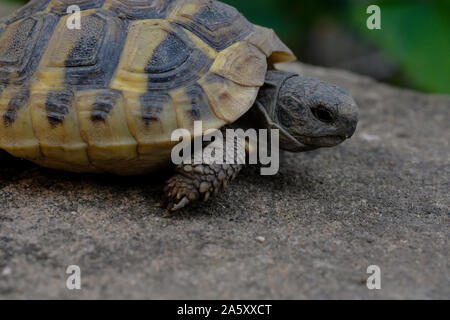 Turtle Gesicht Nahaufnahme Porträt Details über verschwommenen Hintergrund Stockfoto