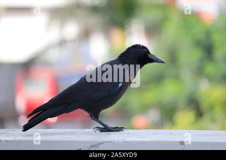 Schwarz Nebelkrähe (Corvus corone) thront auf Moosigen anmelden und auf der Suche nach Nahrung an einem sonnigen Tag Stockfoto