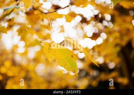 Nahaufnahme des gelben Blatt mit verschwommenen Hintergrund im Herbst Stockfoto